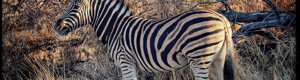 2473_namibia_13-08-26.jpeg