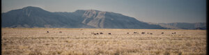 1938_namibia_05-08-26.jpeg