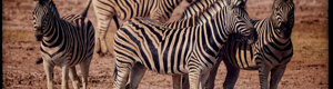 1929_namibia_05-08-26.jpeg