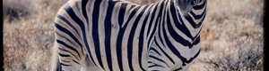 2399_namibia_12-08-26.jpeg