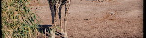 2428_namibia_12-08-26.jpeg