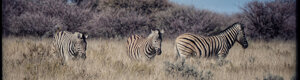 2313_namibia_11-08-26.jpeg