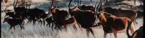 2456_namibia_13-08-26.jpeg