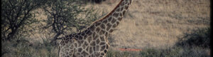 1885_namibia_04-08-26.jpeg