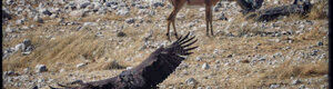 2326_namibia_11-08-26.jpeg