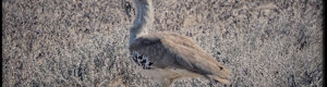 2380_namibia_11-08-26.jpeg