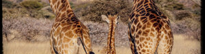 2467_namibia_13-08-26.jpeg