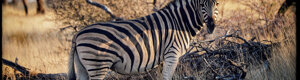 2471_namibia_13-08-26.jpeg