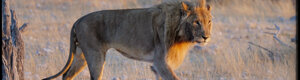 2281_namibia_11-08-26.jpeg