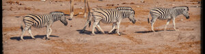 2424_namibia_12-08-26.jpeg