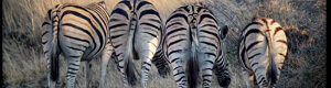 2470_namibia_13-08-26.jpeg