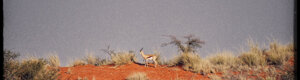 1913_namibia_05-08-26.jpeg