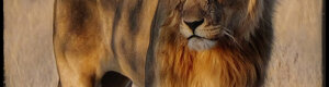 2293_namibia_11-08-26.jpeg