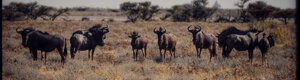 2308_namibia_11-08-26.jpeg