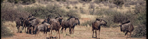 1926_namibia_05-08-26.jpeg