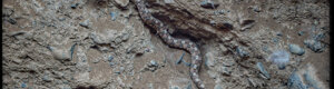 2043_namibia_06-08-26.jpeg