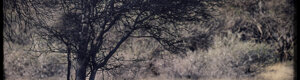 2459_namibia_13-08-26.jpeg