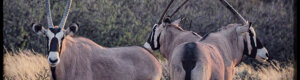 1897_namibia_04-08-26.jpeg