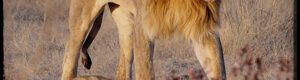 2296_namibia_11-08-26.jpeg