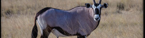 2441_namibia_12-08-26.jpeg
