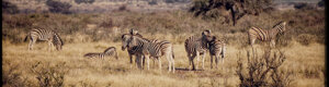 1877_namibia_04-08-26.jpeg