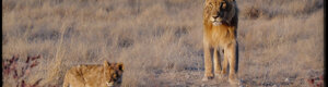 2295_namibia_11-08-26.jpeg