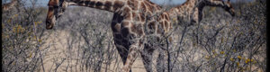 2359_namibia_11-08-26.jpeg