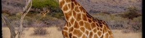 2465_namibia_13-08-26.jpeg