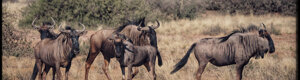 1920_namibia_05-08-26.jpeg
