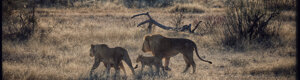 2306_namibia_11-08-26.jpeg