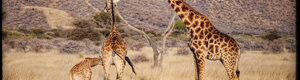 2466_namibia_13-08-26.jpeg