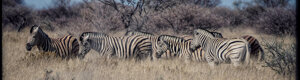 2315_namibia_11-08-26.jpeg