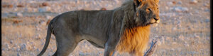 2278_namibia_11-08-26.jpeg
