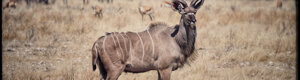 2354_namibia_11-08-26.jpeg