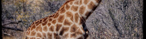 2421_namibia_12-08-26.jpeg