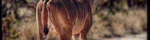 2322_namibia_11-08-26.jpeg