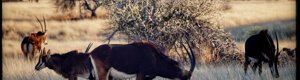 2458_namibia_13-08-26.jpeg