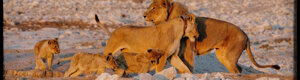 2269_namibia_11-08-26.jpeg
