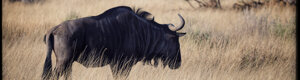 2460_namibia_13-08-26.jpeg