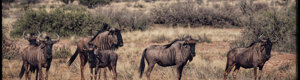 1922_namibia_05-08-26.jpeg
