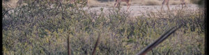 1893_namibia_04-08-26.jpeg