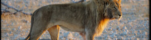 2285_namibia_11-08-26.jpeg