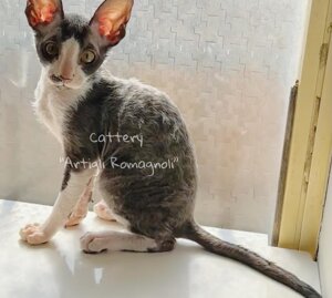 5f8bf2e2db445daf6575d4327bc9c6aa214ce1a2