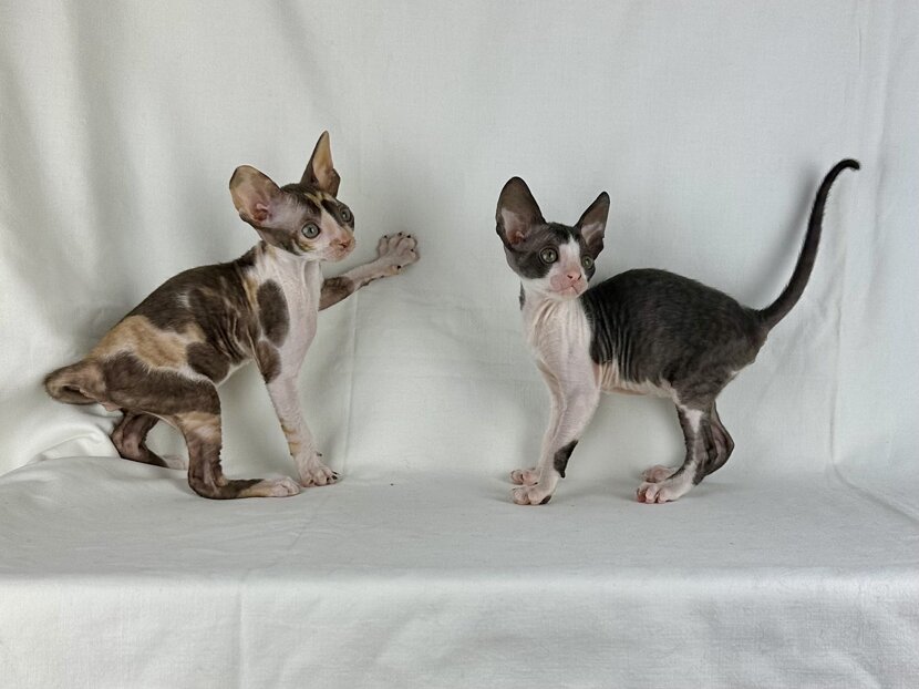 d9493c52c764cc710d6b008c88b10821d404ad41.jpeg d9493c52c764cc710d6b008c88b10821d404ad41.jpeg