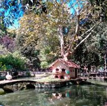 Viareggio - Pineta di Ponente vicino a casa