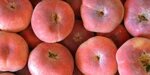 pesche-piatte-saturnine