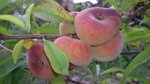 pesche-piatte-saturnine
