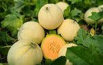 melone-liscio-origine-locale-frutti-da-800900-gr