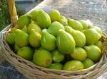 fichi-origine-italia