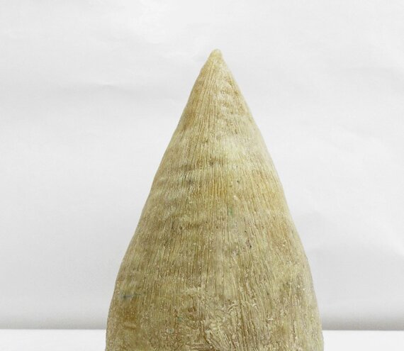Corno/Horn Beeswax/cera, 2012